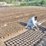 A nursery worker busy in seedling into pots for germination seasonal plants and flowers in Federal Capital.