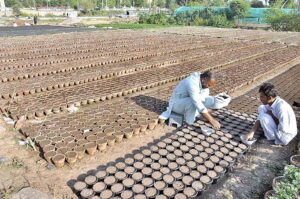 A nursery worker busy in seedling into pots for germination seasonal plants and flowers in Federal Capital.