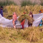 Families are engaged in the work of rice fields at Head Muhammad Wala.