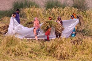 Families are engaged in the work of rice fields at Head Muhammad Wala.