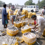 Labourers packing fishes in boxes to delivery other cities at Husenabad
