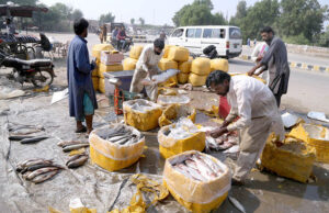 Labourers packing fishes in boxes to delivery other cities at Husenabad