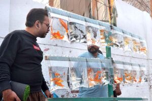 A vendor displaying colorful fish to attract customers at his roadside setup