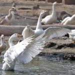 Ducks drying their feathers during sunny day after bathing in the pond at Rani Bagh Zoo.
