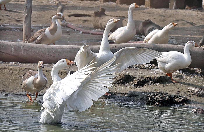 Ducks drying their feathers during sunny day after bathing in the pond at Rani Bagh Zoo.