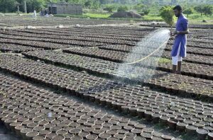 A nursery worker busy in seedling into pots for germination seasonal plants and flowers in Federal Capital.