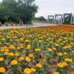 A picturesque sight unfolds as flowers bloom along the Islamabad Expressway