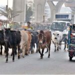 A herd of cows and buffaloes walking freely on the road creating hurdles in the smooth flow of traffic and needs the attention of the concerned authorities