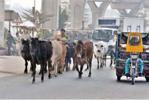 A herd of cows and buffaloes walking freely on the road creating hurdles in the smooth flow of traffic and needs the attention of the concerned authorities