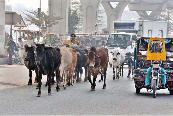 A herd of cows and buffaloes walking freely on the road creating hurdles in the smooth flow of traffic and needs the attention of the concerned authorities
