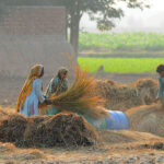 Farmer family threshing rice crops in the traditional way in their field.