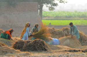 Farmer family threshing rice crops in the traditional way in their field.