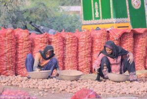Women workers sorting potatoes at Vegetable Market