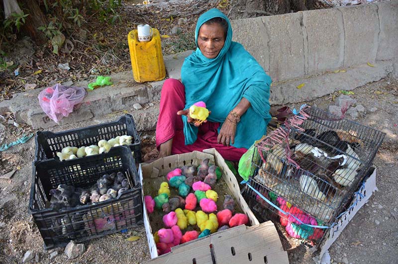 A woman vendor displaying the chicks to attract the customers outside road at Latifabad.