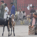 A street vendor displaying and selling goats at his roadside