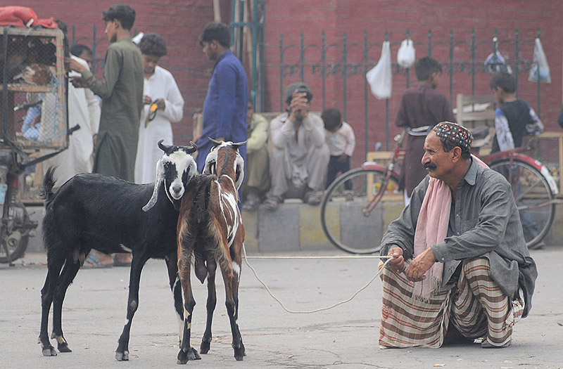 A street vendor displaying and selling goats at his roadside