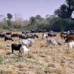 A herd of cows and buffaloes grazing in Rice fields.
