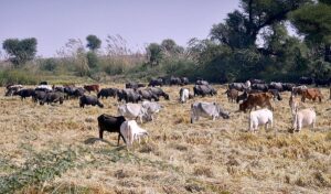   A herd of cows and buffaloes grazing in Rice fields.