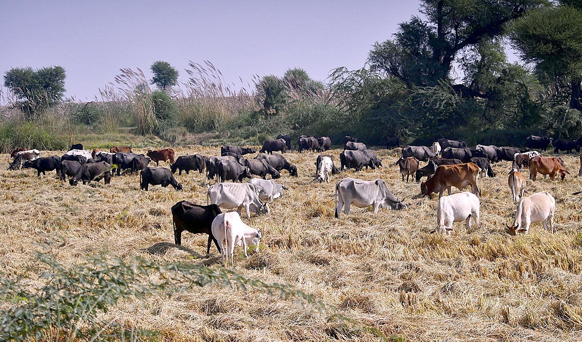 A herd of cows and buffaloes grazing in Rice fields.