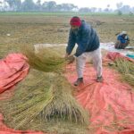 A farmer busy in thrashing rice in traditional way in his field