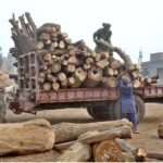 Laborers loading wood logs on Tractor trolley at Timber Market