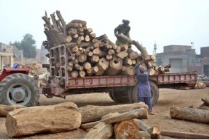 Laborers loading wood logs on Tractor trolley at Timber Market