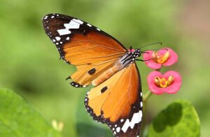 A colorful butterfly extracting nectar from the seasonal flower at a road side garden.
