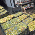 A labourer carrying crates of fruit at Fruit and Vegetable Market.