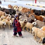 A young girl shepherd along with herd of sheep passing from Kambar Bypass Road.