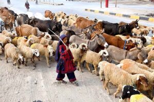  A young girl shepherd along with herd of sheep passing from Kambar Bypass Road.