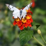 A butterfly extracting nectar from flower at local nursery.