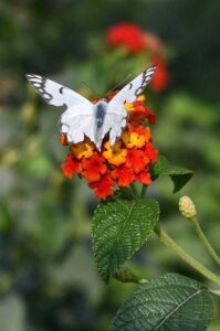 A butterfly extracting nectar from flower at local nursery.