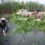 Farmers are cleaning and collecting Daikon before transporting them to the Vegetable Market