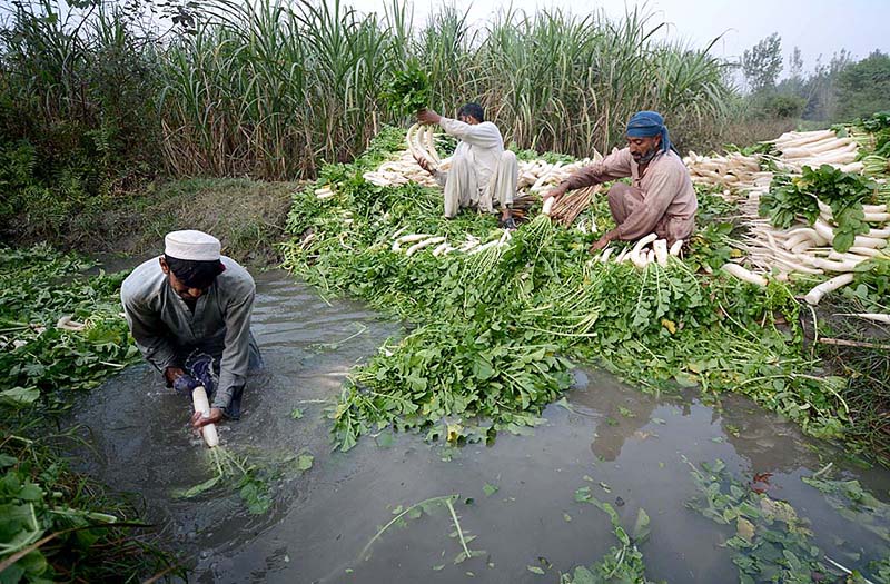 Farmers are cleaning and collecting Daikon before transporting them to the Vegetable Market