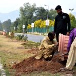 CDA staffers busy in sapling plants at center path of road in Federal Capital
