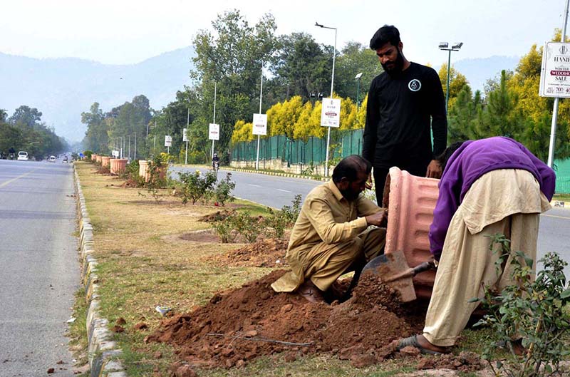 CDA staffers busy in sapling plants at center path of road in Federal Capital