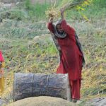 A woman farmer thrashing the rice crop in a traditional way near the bypass road outskirts of the city.