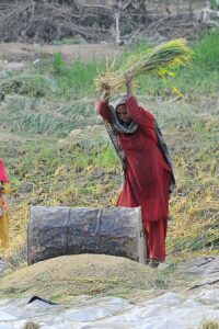 A woman farmer thrashing the rice crop in a traditional way near the bypass road outskirts of the city. 