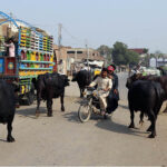 Buffaloes freely walking at Tando yosuf road creating hurdle in smooth flow of traffic to needs the attention of the concerned authorities