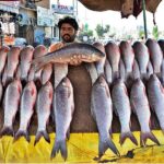 A vendor displaying the fresh fish to attract the customers on his cart at Qasimabad