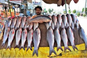 A vendor displaying the fresh fish to attract the customers on his cart at Qasimabad