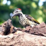 A bird perched on a branch.