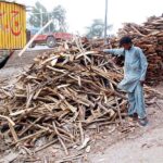 Laborers gathering cut wood, which is later used in furniture production for the market