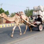 Dried grass loaded on a camel cart is being taken to a dairy farm