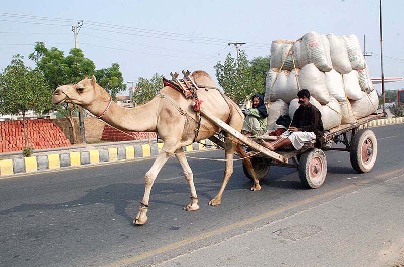 Dried grass loaded on a camel cart is being taken to a dairy farm