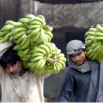 Labourers on the way while carrying Green Banana after unloading from transportation truck at Fruit Market