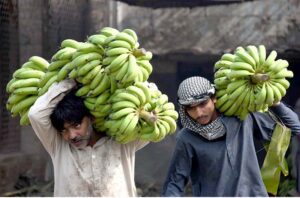 Labourers on the way while carrying Green Banana after unloading from transportation truck at Fruit Market