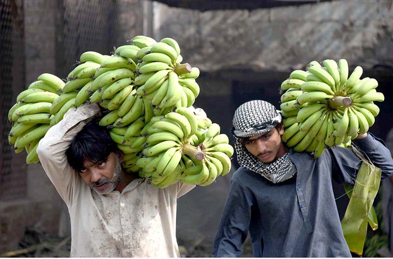 Labourers on the way while carrying Green Banana after unloading from transportation truck at Fruit Market