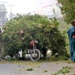 People loading tree branches on a Tricycle rickshaw after cutting trees from the roadside greenbelt