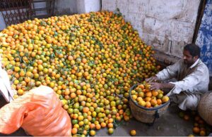 Labourers on the way while carrying Green Banana after unloading from transportation truck at Fruit Market